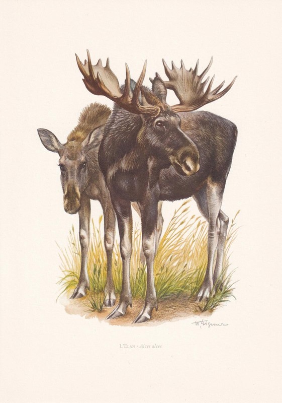 1960 MOOSE Print – Vintage Animal Print – 7.5 x 10.6 Inches