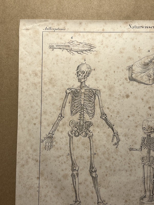 ANTIQUARIAN LITHOGRAPH 1833 SKELETON SKULL ANATOMY ANTHROPOLOGY BONE gallery