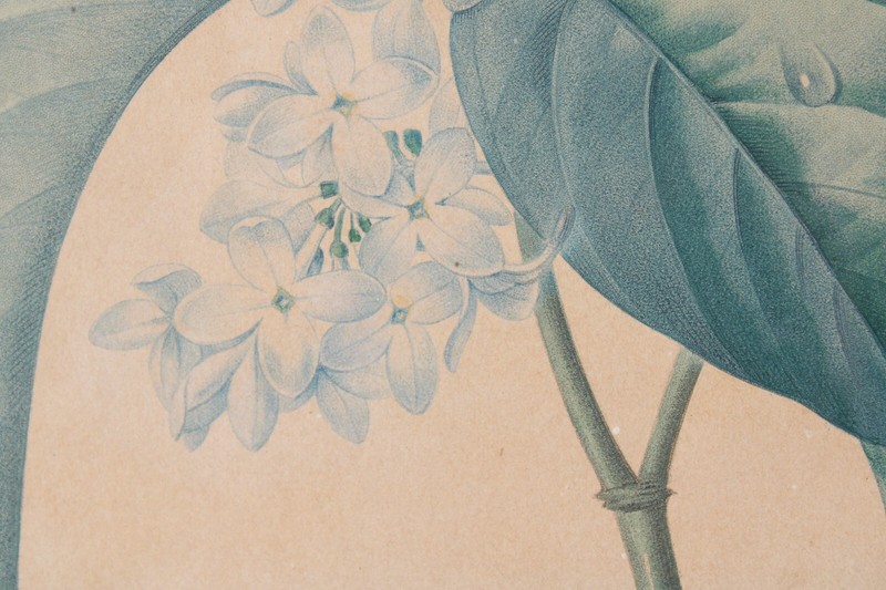 Antique P J Redoute "Lilas" Botanical Original Color Stipple Engraving Bessin gallery