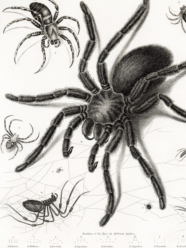 1808 REES CYCLOPÆDIA, Superb Sydenham Edwards: ENTOMOLOGY Plate II, SPIDERS