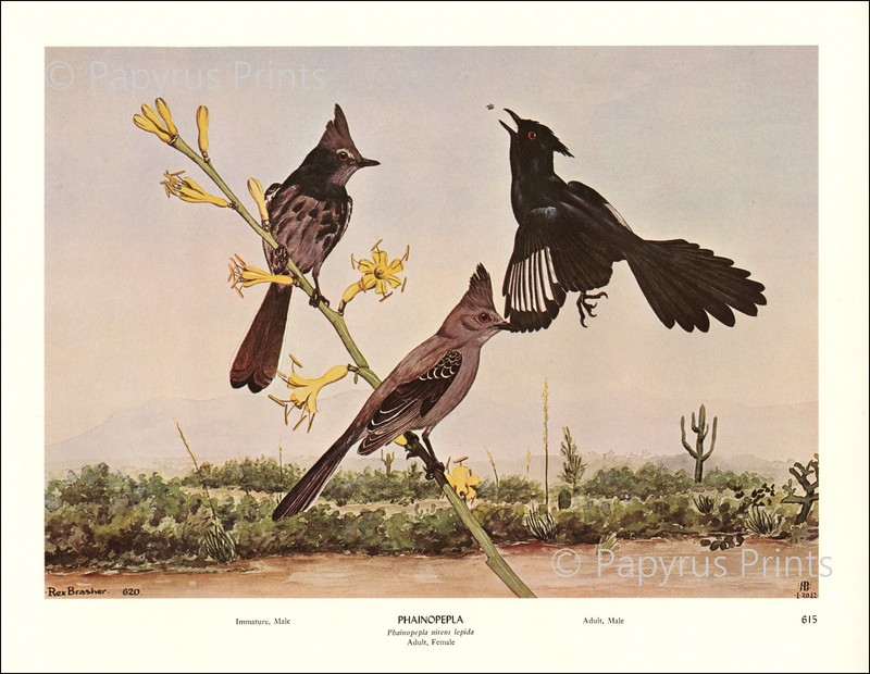 1962 Vintage Print Phainopepla Bird Tree Flying Illustration Image by Brasher