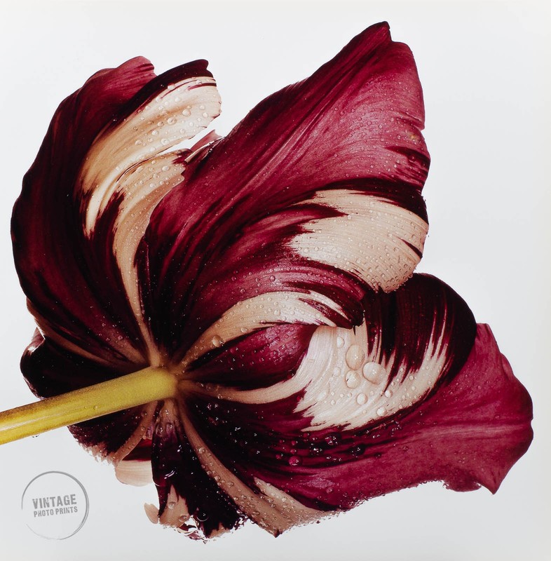 VTG Irving Penn Photo Cottage Tulip: Sorbet Engraving Fine Art 1980 Mat 14×16