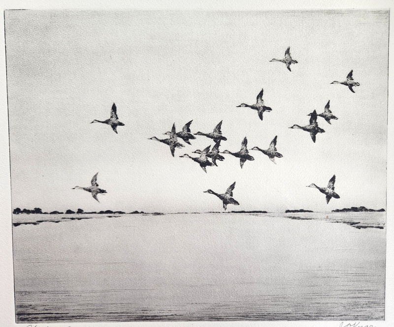 Heading Out Ducks In Flight Birds Wildlife J D Knap Vintage Art Print