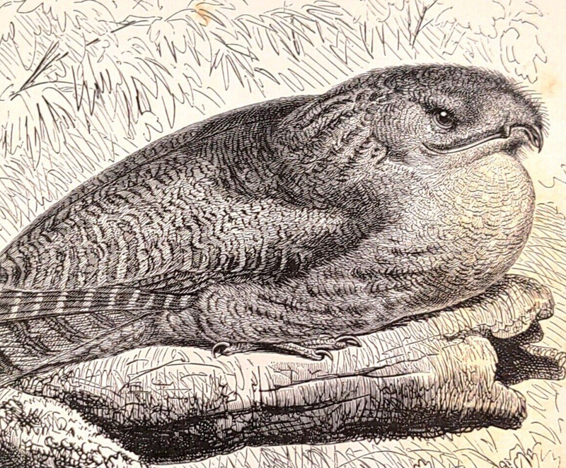Old Antique Victorian Era Vintage 1895 Great Wood-Nightjar Bird Print gallery