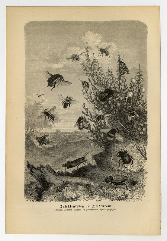 Antique Print-INSECT-BEE-FLIE-HEATHER-HONEY-Brehm-1892 gallery