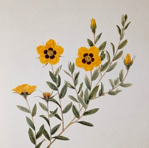P J Redouté BARBERRY ROSES Botanical Flower Art Book Plate Illustration 30