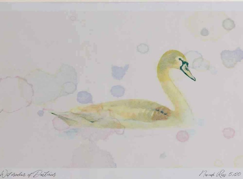 A3 mute swan juvenile Watercolour Ltd Edition Print