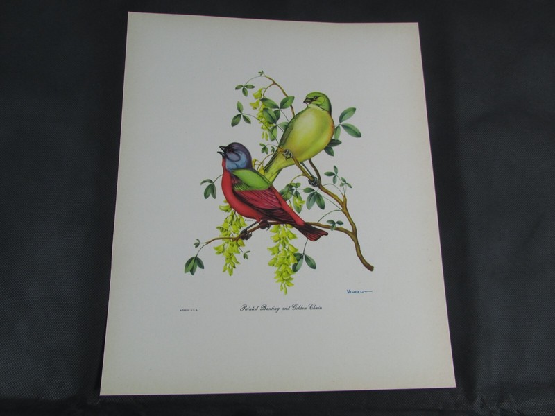Set of (6) Vintage Bird Lithographs by Vincent, Original 1950's Art Prints USA gallery