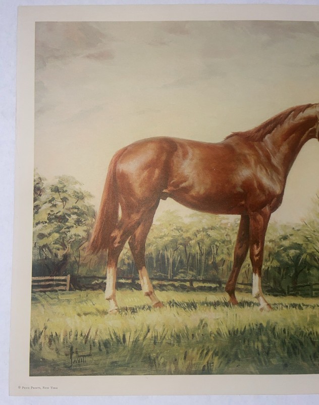 Vintage 13x17 inch Thoroughbred Race Horse Print Sam Savitt Penn Prints/New York gallery