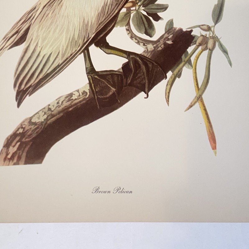 Vintage Audubon John James Birds of America Brown Pelican Lithograph Art Print gallery