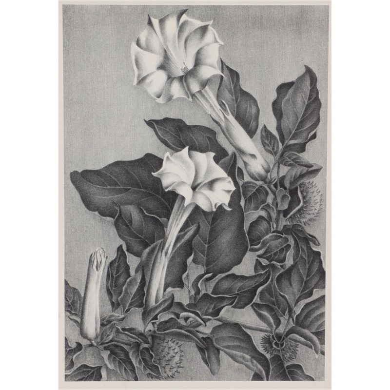 Elizabeth Saltonstall Angel's Trumpet Framed Lithograph 20x16 Vintage 1983 gallery