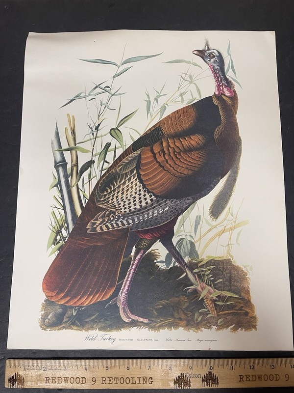 11 Vtg Audobon 14 x 17 Prints Wild Turkey Pigeon Fitch Pelican Heron Lark Parrot
