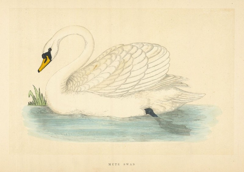 Mute Swan. Morris’s British Birds. Antique colour print 1868 old