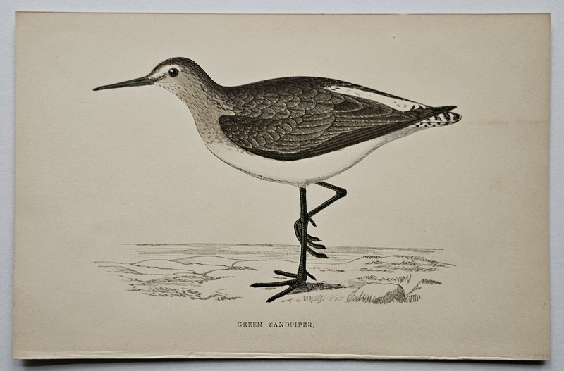 GREEN SANDPIPER Antique hand-coloured Bird Ornithological Print gallery
