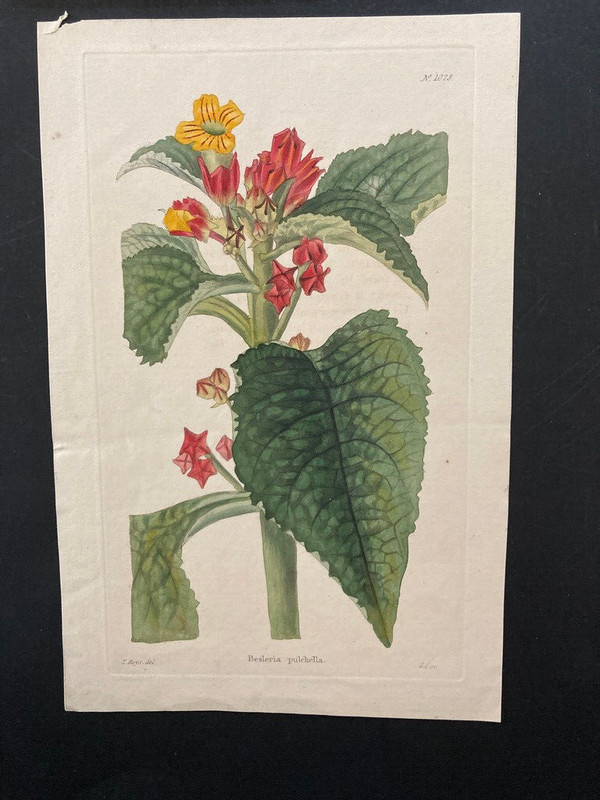 Besleria pulchella hand coloured botanical George Cooke Thomas Shotter Boys