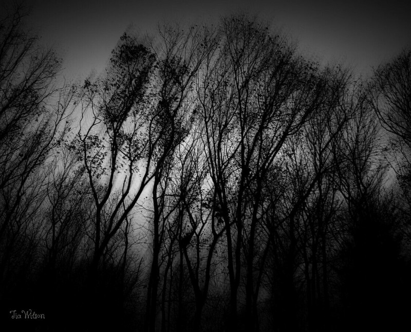Print or Canvas – Dark Trees