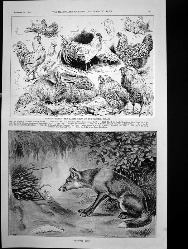 Old Print Poultry Pigeon Rabbit Show Crystal Palace Stopped Out Fox 1891 19th