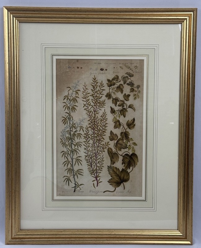 John Hill – The Vegetable System-Copper Plate Engraving Hand Coloring C. 1759