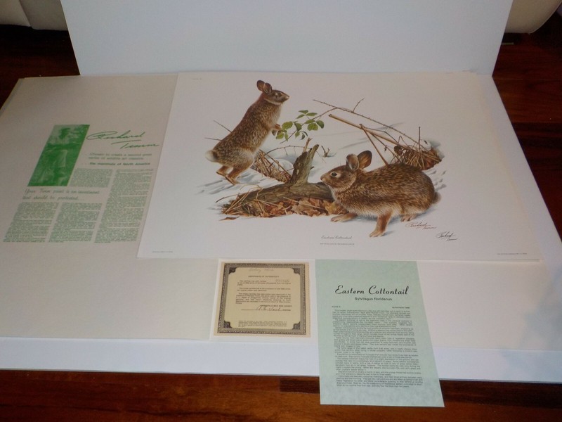 Fine Art Lithograph Richard Timm EASTERN COTTONTAIL – Signed & Registered 22x 28
