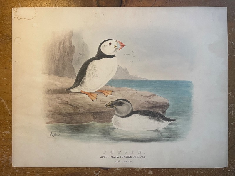 Edward Neale Original Hand Colored Lithograph Various Plates Birds 1881-87 More