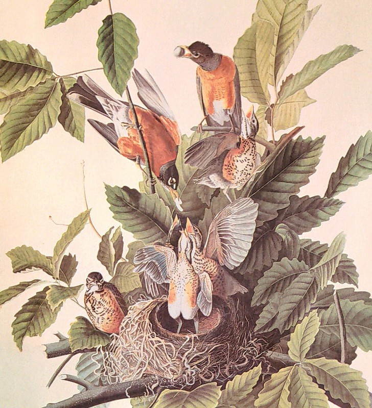 John James Audubon Birds ROBIN Vintage Art Print Book Plate 50