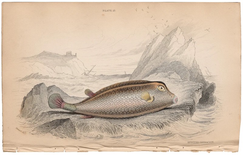 Jardine 1885 antique fish print hand colored engraving 15 Spotted Ostracion Fish