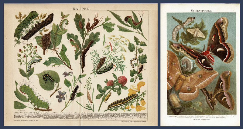 Caterpillars and Silkworms 2 antique Lithographs c. 1898