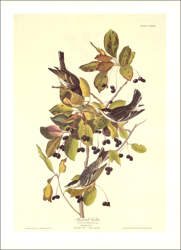 1997 Vintage Print Blackpoll Warbler Bird Berries Art Illustration Image Audubon