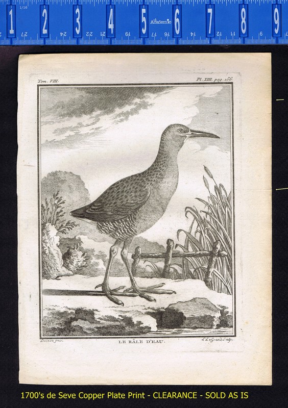 The Water Rail, Le Rale D'Eau - 1780 de Seve/Buffon Print CLEARANCE