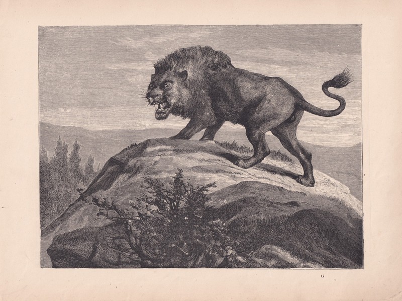 Lions Majestic Male Lion Big Cats Antique Wildlife Print 1878