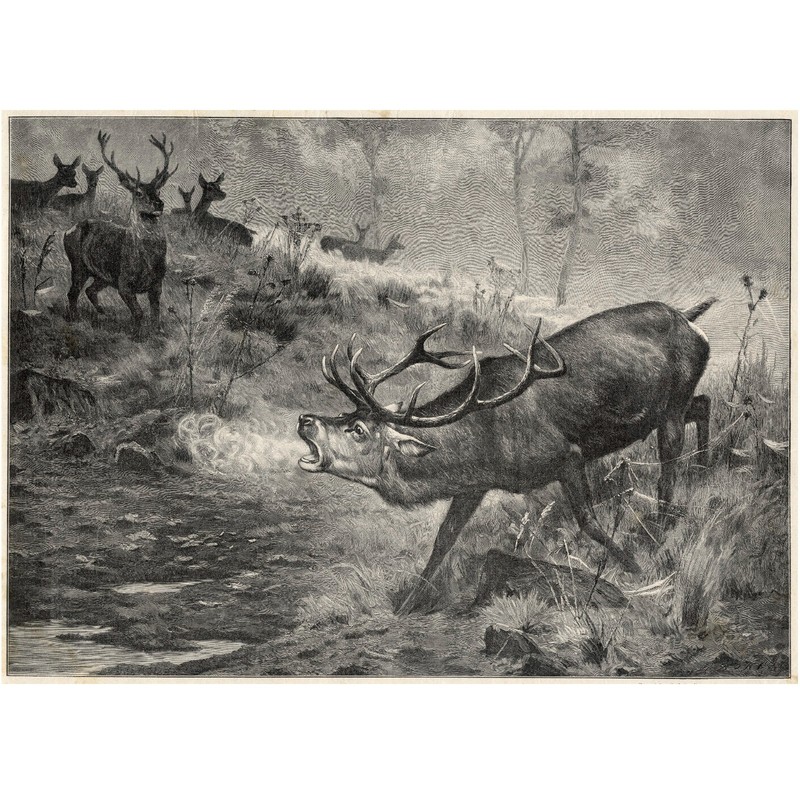 1902 Original Large Folio Deer Engraving, Beautiful: THE DOMINANT MALE STAG
