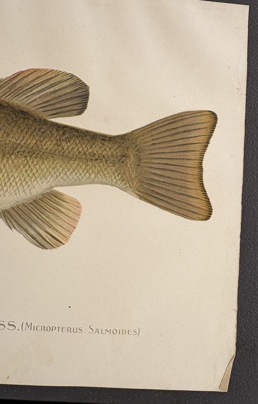 1896 Antique Fish Print The Large Mouthed Black Bass Signed by Denton 11.2" x 8" gallery