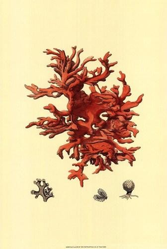 Vision Studio Red Coral III Open Edition