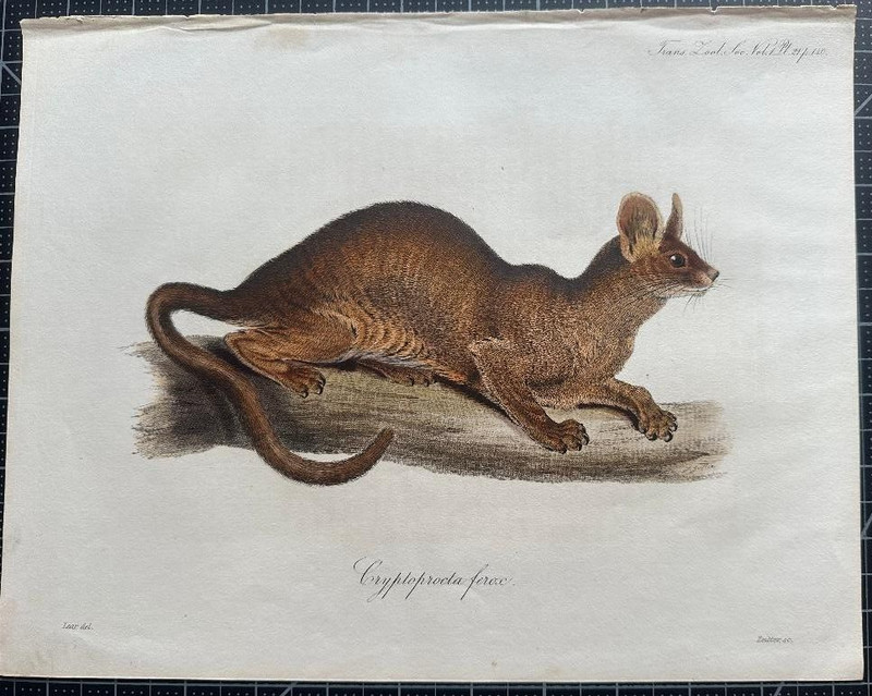 Antique HAND COLORED Mammal Fossa LG PRINT NATURAL HISTORY Art 1833