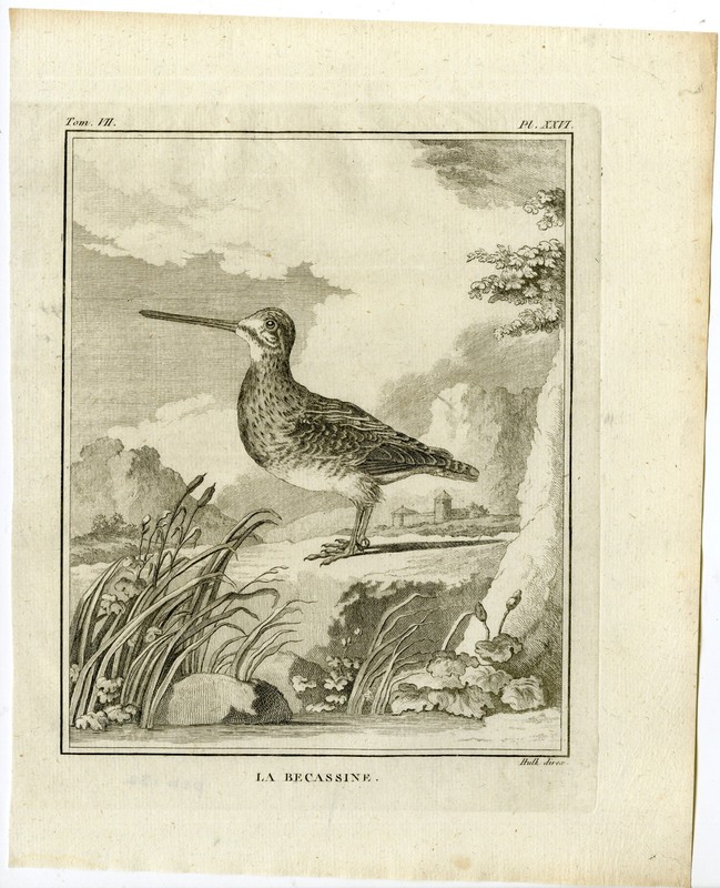 Antique Print-COMMON SNIPE-GALLINAGO-BECASSINE-PL. 26-de Seve-Buffon-Hulk-1775