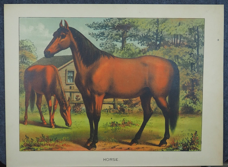 Horses Antique Equine Art Print Lithograph 1881 gallery