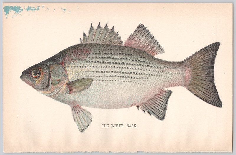 White Bass Color Print Angling Sporting Art Lithograph Illustration