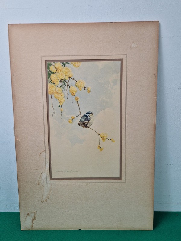 Unframed mounted Print of a Bird on a Branch Titled His First look A/F