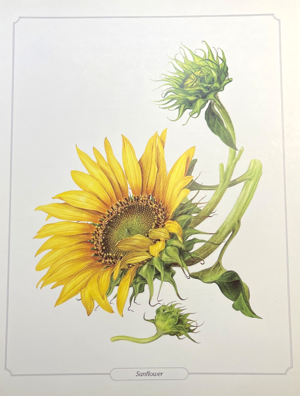 Botanical Print Vintage Color Illustration Plate Sunflower