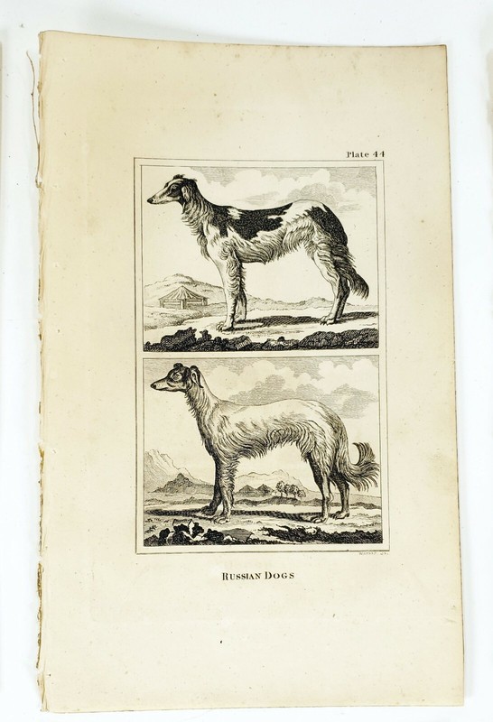 6 Antique Engravings ANDREW BELL 1726-1809 Natural History Dog Series gallery
