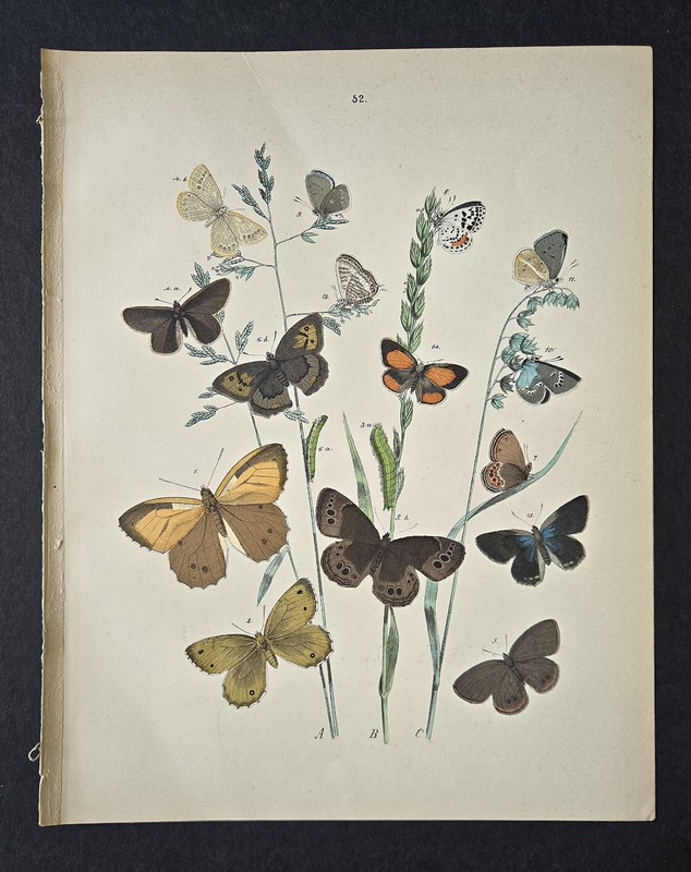 Antique 1889 Chromolithograph Book Plate Print William Kirby - Butterflies Moths