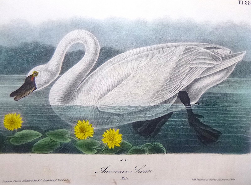 Audubon 1st ed Octavo AMERICAN SWAN Birds of America 1840 original lithograph