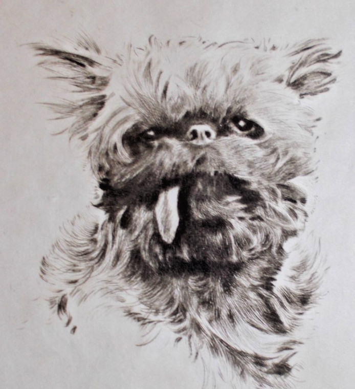 Great C.1930 Morgan Dennis Original Pencil Signed Etching Belgian Griffon gallery