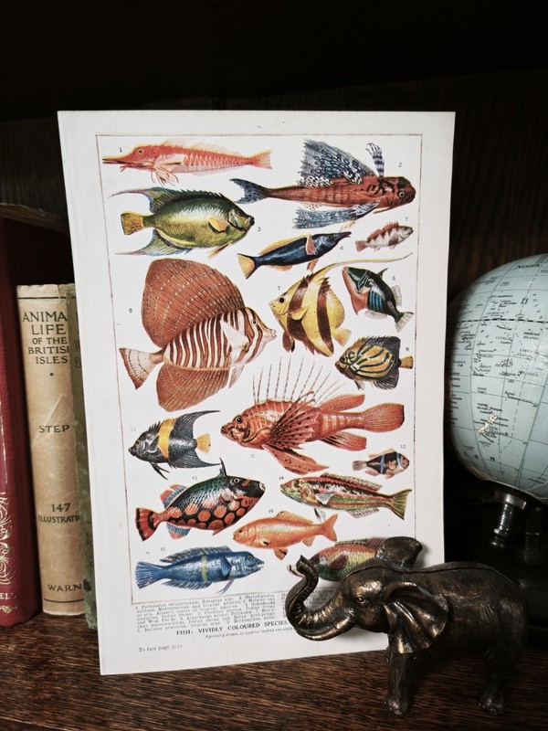 Antique 1930s Tropical Aquarium Sea Fish Book Art Print Picture Angel Fishes gallery