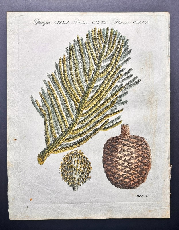 Bertuch 1810 Antique h/c botanical print: Norfolk Island Australian Pine