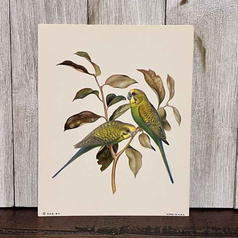 Vintage NOS – Yellow Green Parakeet Birds 5×4 Litho Print – Nature Birds Leaves