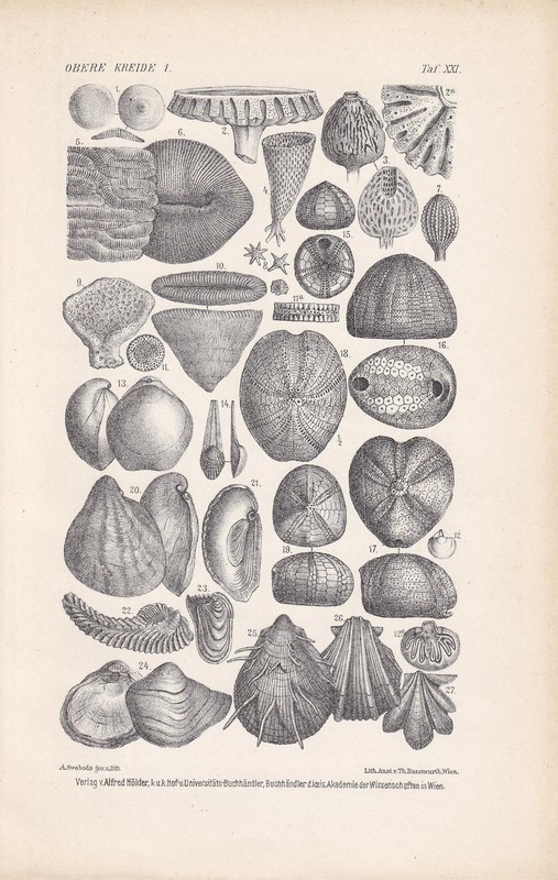 1900 CRETACEOUS PERIOD FOSSILS Print – Shells – Wall Art – 6.4 x 9.5 Inches