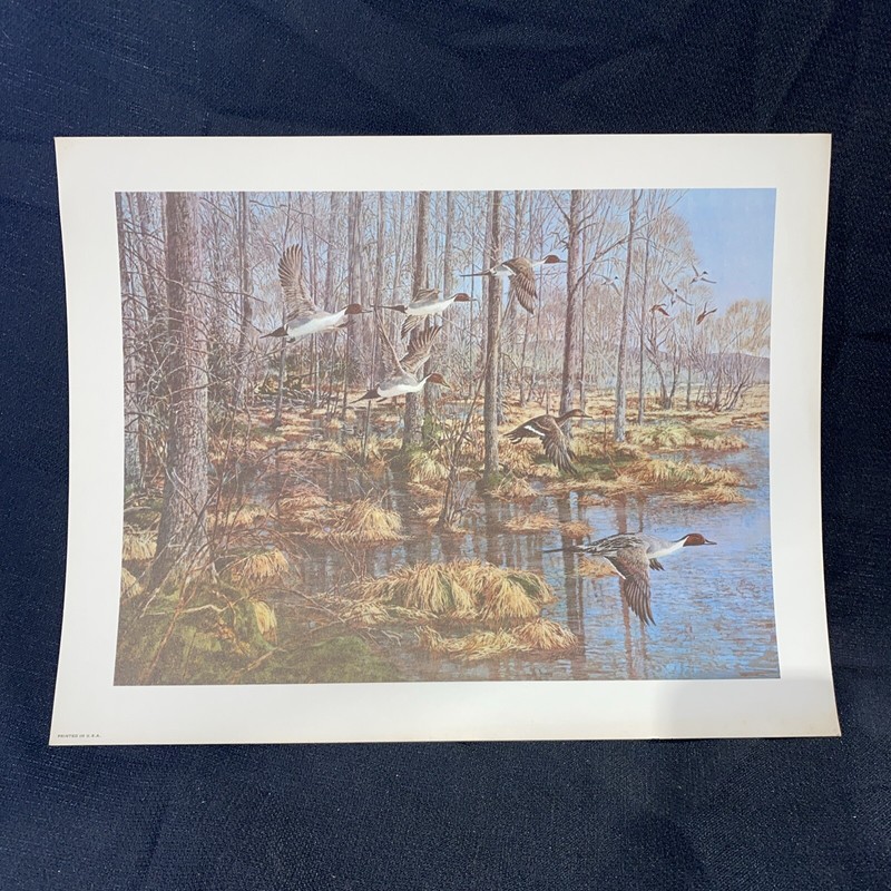 Vintage Tom Beecham Ducks Wildlife Art Print 11″ x 14″ with 1″ Border Mallard