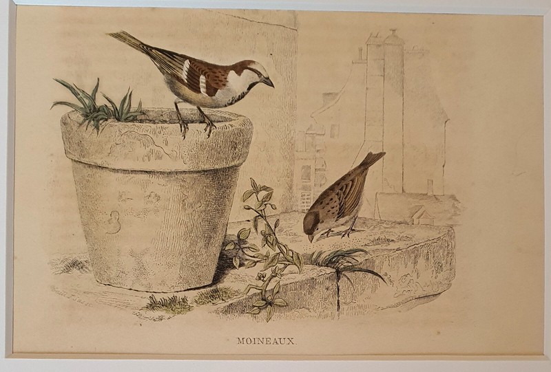 Original coloured bird engraving from Buffon's "Histoire Naturelle" - circa 1852 gallery