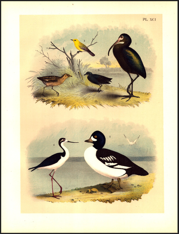IBIS, RAIL, WARBLER Jasper Original Antique Bird Color Lithograph 1895